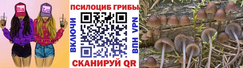 Купить закладки  Тосно  Галлюциногенные грибы MAGIC MUSHROOMS 